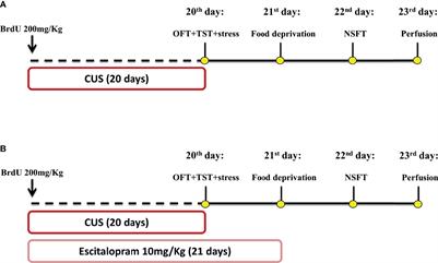 Genetic Ablation of the Inducible Form of Nitric Oxide in Male Mice Disrupts Immature Neuron Survival in the Adult Dentate Gyrus